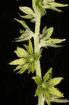 Green false hellebore